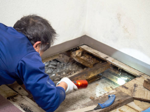 Best Certified Mold Removal  in Bay Minette, AL