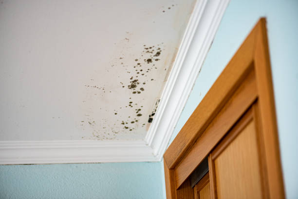 Best Residential Mold Removal  in Bay Minette, AL