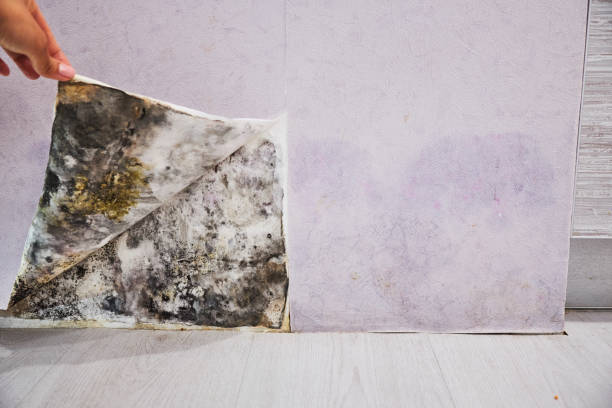 Best Same-Day Mold Removal  in Bay Minette, AL